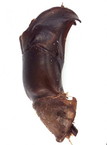 Anomala plebeja